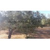 VENTA DE FINCAS EN TORTOSA